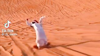 Dubai desert safari