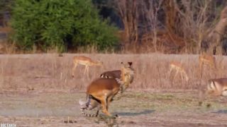 15 Merciless Animal Battles Ever Filmed 2