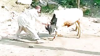 Bull fighting 2