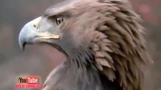 The Best Of Eagle Attacks 2018 - Most Amazing Moments Of Wild Animal Fights! Wild Discovery Animals