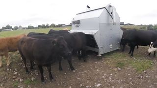 A cow Swallows my GoPro, she actually eats my GoPro Hero 5