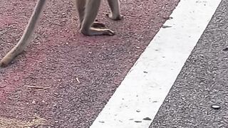 Monkey short video #shorts