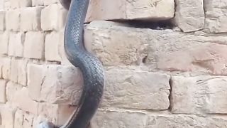 سانپ سانپ ہوتے