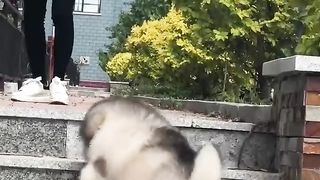 Animals 12