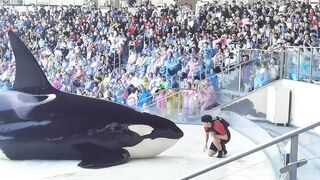 Dolphin Show