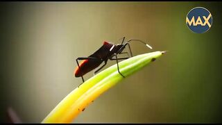Most Amazing incredible insects| Strangest Insects in the World | CyberPost # 006