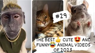 THE BEST- CUTE -AND FUNNY-ANIMAL VIDEOS OF 2023 2