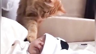 CATS WORLD 16