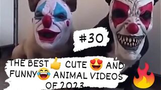THE BEST CUTE AND FUNNY ANIMAL VIDEOS OF 2023 2