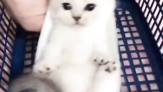 Funny little kittens