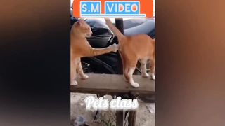 Funny cat video ???????????? 2