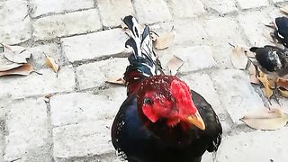 Mera murga