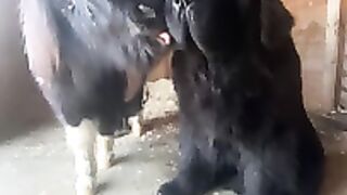 Funny dogs