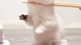 Cute cats 3