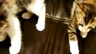 Funny cats 18