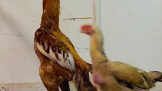 Beautiful Pets | Hen