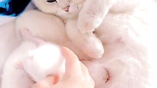 Funnt cat
