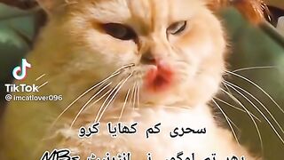 Funny cat 35