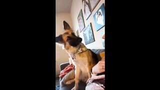 Funny dogs compilation #1