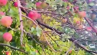 apples at hunza