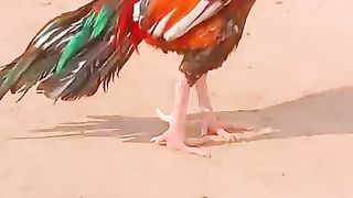 Beautifull cock