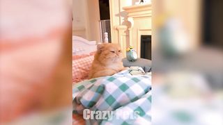 Animal Antics: The Hilarious World of Critters -???????? Funniest Animals 2023 |Crazy Pets