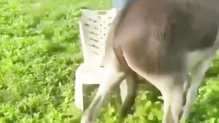 FUNNY: DONKEY KE SAWARI.