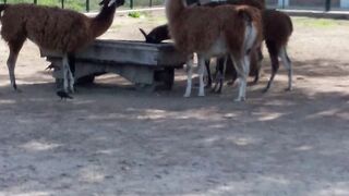 Visit zoo