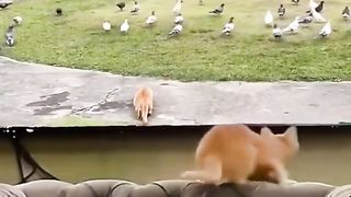 CAT WATCHING LED TV.