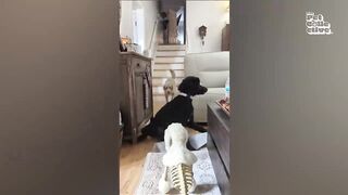 FUNNIEST Pet Fails!| Best Compilation 2023