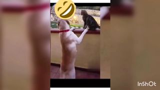 Funny videos dogs 2