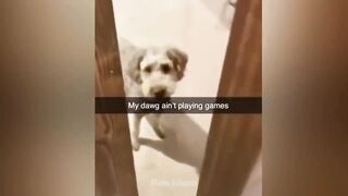 Funny Dog Fails: Hilarious Moments of Dogs Caught on Camera | Pets Island 2