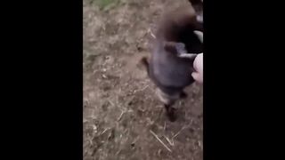 Funniest Animals Videos 2023 Try Not To Laugh Funny Dogs And Cat