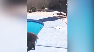 Best Funny Dogs And Cats Videos - Funniest Animals Videos 2023