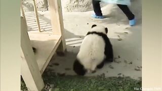 Funniest Animal Videos 2023 That Will Absolutely Brighten Up Your Day