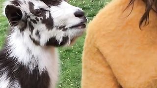 LAMB WANT KISS BEAUTIFUL GIRL.