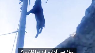 MARKHOR IN PROBLEM.