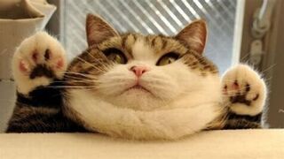 Compilation de chats drôles Pt2