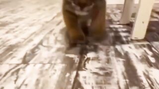 Evalutsion Animals