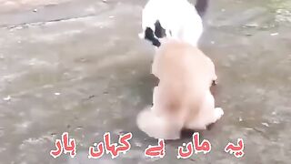 Apnain Bachun Kay Jan ki Baazi Laga Dee