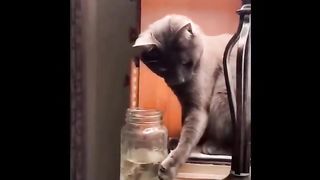 The Funniest Cat Video Compilation Ever!