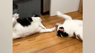 Funniest Animal Videos 2023 That Will Absolutely Brighten Up Your Day 3