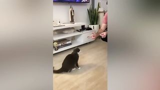 When your cat forgets how to cat ????