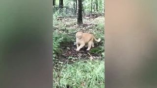 The Best Funny Cat Video Compilation - You Won't Stop Laughing!