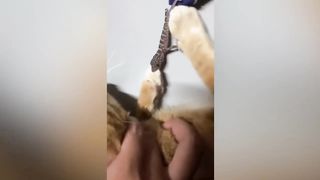 The Best Funny Cat Video Compilation Ever