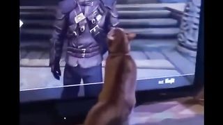 The Funniest Cat Video Compilation You'll Ever See!