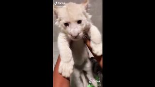 tik cute cat vid ;)????????????????????????????????????????????????