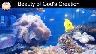 Beauti of God Creations