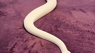 crazy looking snake