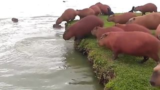 would you take a swim with them
